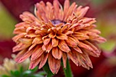 CLAUS DALBY GARDEN, DENMARK: CLOSE UP PLANT PORTRAIT OF THE RED, BROWN, COPPER, RUSSET, FLOWERS OF RUDBECKIA SAHARA. ANNUALS, SUMMER, FLOWERING, BLOOMS