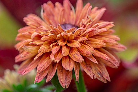 CLAUS_DALBY_GARDEN_DENMARK_CLOSE_UP_PLANT_PORTRAIT_OF_THE_RED_BROWN_COPPER_RUSSET_FLOWERS_OF_RUDBECK