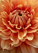 CLAUS DALBY GARDEN, DENMARK: PLANT PORTRAIT OF ORANGE, PINK GIANT DECORATIVE  DAHLIA FAIRWAY SPUR. BLOOMS, FLOWERS, BLOOMING, DAHLIAS, ABSTRACT, CLOSE UP, CENTRE