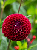 CLAUS DALBY GARDEN, DENMARK: PLANT PORTRAIT OF RED FLOWER OF POMPON DAHLIA IVANETTI. FLOWERS, BLOOMS, BLOOMING