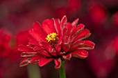 CLAUS DALBY GARDEN, DENMARK: PLANT PORTRAIT OF RED ZINNIA FLOWER - ZINNIA RED BEAUTY. FLOWERS, BLOOMS, BLOOMING, ANNUALS