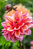 CLAUS DALBY GARDEN, DENMARK: PLANT PORTRAIT OF ORNAGE, PINK, FLOWERS OF DAHLIA LADY JILL. TUBERS, TUBEROUS, DAHLIAS, FLOWERING, BLOOMS, BLOOMING