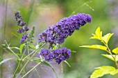 CLAUS DALBY GARDEN, DENMARK: PLANT PORTRAIT OF PURPLE, BLUE, FLOWERS OF BUDDLEIA X DAVIDII ELLENS BLUE. BUDDLEJA, SHRUBS, FLOWERING, BLOOMING