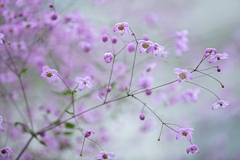 CLAUS_DALBY_GARDEN_DENMARK_PLANT_PORTRAIT_OF_THALICTRUM_DELAVAYI_HEWITTS_DOUBLE_MEADOW_RUE_PINK_PURP