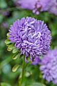 CLAUS DALBY GARDEN, DENMARK: PLANT PORTRAIT OF THE BLUE, PURPLE FLOWERS OF CALLISTEPHUS CHINENSIS TOWER VIOLET. CHINA ASTER