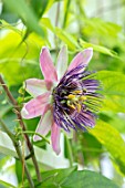 CLAUS DALBY GARDEN, DENMARK: PLANT PORTRAIT OF PASSIFLORA X CAPONII - PASSION FLOWERS. PINK, PURPLE, CLIMBING, CLIMBERS, SHRUBS