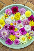 PINK, YELLOW, WHITE DAHLIAS FLOATING IN A BOWL.  CONTAINER. FLOWERS, ARRANGEMENTS, CUT, CUTTING, GARDEN, DISPLAYS, ARRANGED