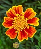 ASTON POTTERY, OXFORDSHIRE: CLOSE UP PLANT PORTRAIT OF YELLOW, ORANGE, FLOWERS OF TAGETES X ERECTA CHAMELEON. MARIGOLD, BLOOMS, BLOOMING, SUMMER, ANNUALS