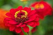 ASTON POTTERY, OXFORDSHIRE: CLOSE UP PLANT PORTRAIT OF RED, YELLOW, FLOWERS OF ZINNIA ELEGANS SUPER YOGA SCARLET, BLOOMS, BLOOMING, SUMMER, ANNUALS