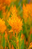 ASTON POTTERY, OXFORDSHIRE: CLOSE UP PLANT PORTRAIT OF ORANGE, FLOWERS OF CELOSIA PLUMOSA GOLDEN PLUME, BLOOMS, BLOOMING, SUMMER, ANNUALS