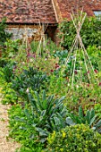 WARDINGTON MANOR, OXFORDSHIRE: THE WALLED POTAGER, KITCHEN GARDEN - BORDERS WITH KALE AND SWEET PEAS ON TRIPODS. LATE, SUMMER, ANNUALS, WALLS, ENGLISH, COUNTRY, GARDEN