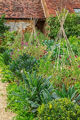 WARDINGTON_MANOR_OXFORDSHIRE_THE_WALLED_POTAGER_KITCHEN_GARDEN__BORDERS_WITH_KALE_AND_SWEET_PEAS_ON_