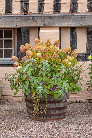 WOLLERTON_OLD_HALL_SHROPSHIRE_WOODEN_TROUGH_CONTAINER__HYDRANGEA_PANICULATA_LIMELIGHT_SALVIA_WAVERLE