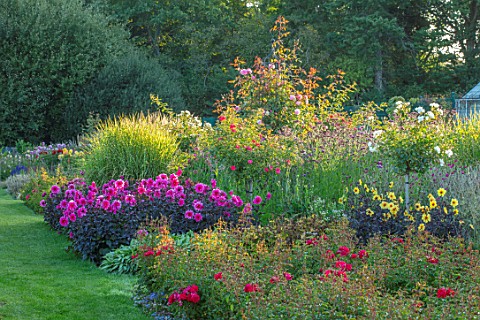 AYLETTS_NURSERIES_HERTFORDSHIRE_THE_DAHLIA_GARDEN__BORDER_WITH_LAWN_AND_PINK_FLOWERS_OF_DAHLIA_FASCI