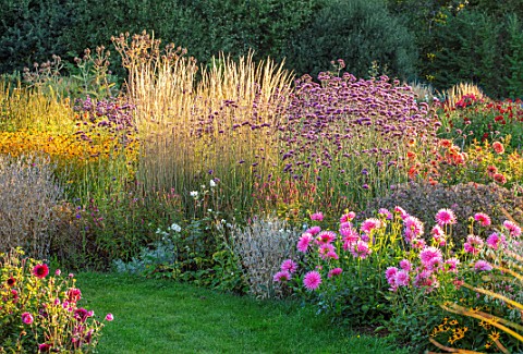 AYLETTS_NURSERIES_HERTFORDSHIRE_THE_DAHLIA_GARDEN__BORDER_WITH_LAWN_AND_PINK_FLOWERS_OF_DAHLIA_CALAM