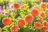 AYLETTS NURSERIES, HERTFORDSHIRE: PLANT PORTRAIT OF THE ORANGE FLOWERS OF DAHLIA RUTH ANN. BLOOMING, TANGERINE