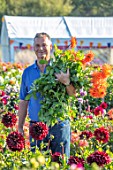 AYLETTS NURSERIES, HERTFORDSHIRE: PAUL COLLINS HOLDING CUT FLOWERS OF ORANGE DAHLIA