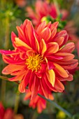 AYLETTS NURSERIES, HERTFORDSHIRE: PLANT PORTRAIT OF THE ORANGE FLOWERS OF DAHLIA JESCOT JULIE. DOUBLE ORCHID FLOWERED, NAMED FOR JULIE AYLETT IN 1974