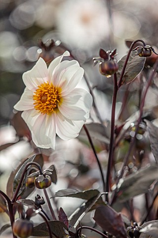 AYLETTS_NURSERIES_HERTFORDSHIRE_CLOSE_UP_PLANT_PORTRAIT_OF_THE_YELLOW_WHITE_FLOWERS_OF_DAHLIA_TWYNIN
