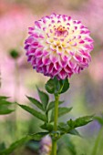 AYLETTS NURSERIES, HERTFORDSHIRE: CLOSE UP PLANT PORTRAIT OF THE PINK, CREAM, WHITE FLOWERS OF DAHLIA FORMBY ART. SMALL DECORATIVE
