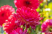 AYLETTS NURSERIES, HERTFORDSHIRE: CLOSE UP PLANT PORTRAIT OF THE RED FLOWERS OF DAHLIA KILBURN GLOW. WATERLILY DAHLIA