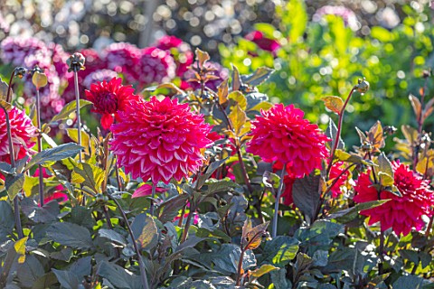 AYLETTS_NURSERIES_HERTFORDSHIRE_CLOSE_UP_PLANT_PORTRAIT_OF_THE_RED_FLOWERS_OF_DAHLIA_SUFFOLK_PUNCH_M