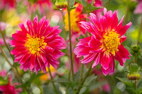 AYLETTS_NURSERIES_HERTFORDSHIRE_CLOSE_UP_PLANT_PORTRAIT_OF_THE_YELLOW_PINK_RED_FLOWERS_OF_DAHLIA_RYC