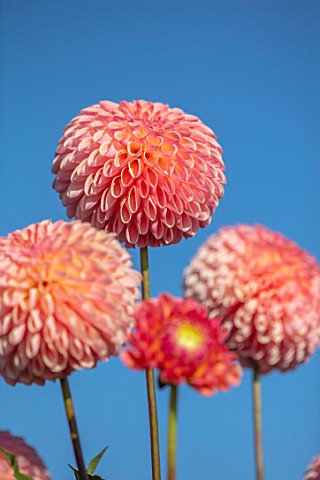 AYLETTS_NURSERIES_HERTFORDSHIRE_PLANT_PORTRAIT_OF_THE_PALE_PINK_PEACH_FLOWERS_OF_DAHLIA_LATE_BLOOMIN