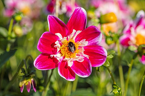 AYLETTS_NURSERIES_HERTFORDSHIRE_CLOSE_UP_PLANT_PORTRAIT_OF_THE_WHITE_RED_YELLOW_FLOWERS_OF_DAHLIA_BL