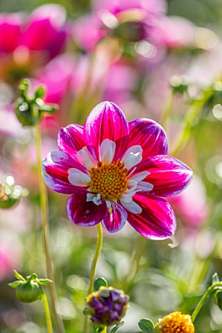 AYLETTS_NURSERIES_HERTFORDSHIRE_CLOSE_UP_PLANT_PORTRAIT_OF_THE_WHITE_RED_YELLOW_FLOWERS_OF_DAHLIA_BL