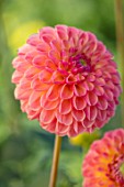 AYLETTS NURSERIES, HERTFORDSHIRE: PLANT PORTRAIT OF THE PALE PINK, PEACH FLOWERS OF DAHLIA L.A.T.E. BLOOMING, MINIATURE BALL