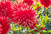 AYLETTS NURSERIES, HERTFORDSHIRE: CLOSE UP PLANT PORTRAIT OF THE RED FLOWERS OF DAHLIA KILBURN GLOW. WATERLILY DAHLIA