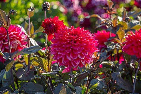 AYLETTS_NURSERIES_HERTFORDSHIRE_CLOSE_UP_PLANT_PORTRAIT_OF_THE_RED_FLOWERS_OF_DAHLIA_SUFFOLK_PUNCH_M