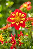 AYLETTS NURSERIES, HERTFORDSHIRE: CLOSE UP PLANT PORTRAIT OF THE YELLOW, RED FLOWERS OF DAHLIA POOH. COLLERETTE DAHLIA