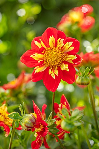 AYLETTS_NURSERIES_HERTFORDSHIRE_CLOSE_UP_PLANT_PORTRAIT_OF_THE_YELLOW_RED_FLOWERS_OF_DAHLIA_POOH_COL
