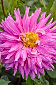 AYLETTS NURSERIES, HERTFORDSHIRE: CLOSE UP PLANT PORTRAIT OF THE PINK, YELLOW FLOWERS OF DAHLIA SIR ALF RAMSEY. GIANT FLOWERED DECORATIVE