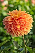 AYLETTS NURSERIES, HERTFORDSHIRE: CLOSE UP PLANT PORTRAIT OF THE ORANGE FLOWERS OF DAHLIA MABEL ANN. GIANT FLOWERED DAHLIA