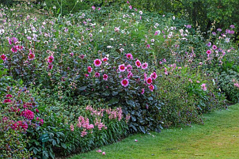 PASHLEY_MANOR_GARDEN_SUSSEX_LAWN_COOL_BORDER_IN_WHITE_AND_PINK_DAHLIA_HAPPY_SINGLE_WINK_FLOWERS_FLOW