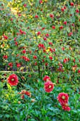 PASHLEY MANOR GARDEN, SUSSEX: PLANT ASSOCIATION, COMBINATION OF ROSE HIPS AND DAHLIA DUTCH CARNIVAL. RED, YELLOW, GOLD, FLOWERS, FLOWERING, SEPTEMBER