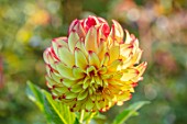 PASHLEY MANOR GARDEN, SUSSEX: PLANT PORTRAIT OF THE RED, YELLOW FLOWERS OF DAHLIA LADY DARLENE. DAHLIAS, TUBEROUS, PERENNIALS