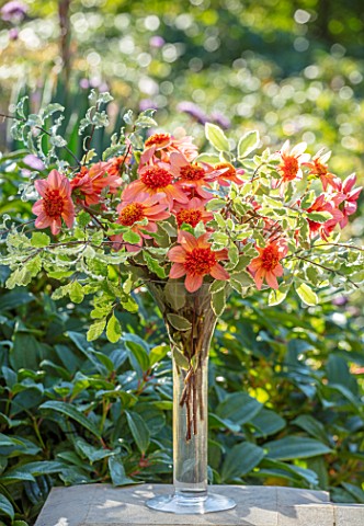 PASHLEY_MANOR_GARDEN_SUSSEX_GLASS_VASE_WITH_ORANGE_BICOLOR_BICOLOUR_FLOWERS_OF_DAHLIA_TOTALLY_TANGER