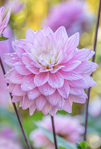 PASHLEY_MANOR_GARDEN_SUSSEX_CLOSE_UP_PLANT_PORTRAIT_OF_THE_PINK_WHITE_FLOWERS_OF_DAHLIA_KARMA_PROSPE