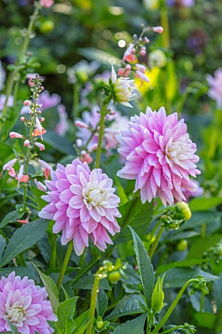 PASHLEY_MANOR_GARDEN_SUSSEX_CLOSE_UP_PLANT_PORTRAIT_OF_THE_PINK_WHITE_FLOWERS_OF_DAHLIA_OFFSHORE_DRE