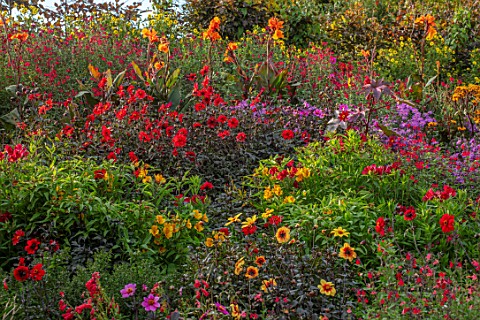 ASTON_POTTERY_OXFORDSHIRE_HILLSIDE_IN_SEPTEMBER_PLANTED_WITH_DAHLIAS_CANNAS_PERENNIALS_HOT_COLOURS_Y