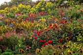 ASTON POTTERY, OXFORDSHIRE: HILLSIDE IN SEPTEMBER PLANTED WITH DAHLIAS, CANNAS. PERENNIALS, HOT COLOURS, YELLOW, RED, ORANGE FLOWERING, FLOWERS, RICINUS, HELIANTHUS LEMON QUEEN