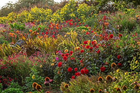 ASTON_POTTERY_OXFORDSHIRE_HILLSIDE_IN_SEPTEMBER_PLANTED_WITH_DAHLIAS_CANNAS_PERENNIALS_HOT_COLOURS_Y