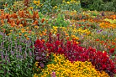 ASTON POTTERY, OXFORDSHIRE: ANNUAL BORDER IN SEPTEMBER. AMARANTHUS HOT BISCUITS, CELOSIA SCARLET PLUME, TITHONIA, TAGETES TANGERINE GEM. ANNUALS, BORDERS