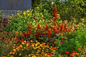 ASTON POTTERY, OXFORDSHIRE: ANNUAL BORDER IN SEPTEMBER. AMARANTHUS HOT BISCUITS, MARIGOLDS, COSMOS, SUNFLOWERS, HELIANTHUS, ANNUALS, BORDERS