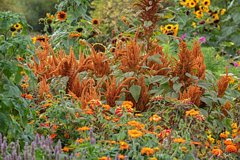 ASTON_POTTERY_OXFORDSHIRE_ANNUAL_BORDER_IN_SEPTEMBER_AMARANTHUS_HOT_BISCUITS_MARIGOLDS_SUNFLOWERS_AN