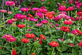 ASTON POTTERY, OXFORDSHIRE: ANNUAL BORDER IN SEPTEMBER. ZINNIA STATE FAIR. ANNUALS, BORDERS
